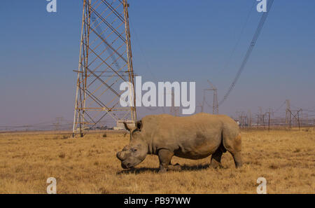 Du dehorned White rhino pour la protection contre le braconnage en Afrique du Sud libre de droit au format paysage with copy space Banque D'Images