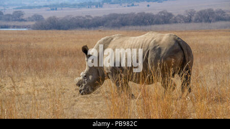 Du dehorned White rhino pour la protection contre le braconnage en Afrique du Sud libre de droit au format paysage with copy space Banque D'Images