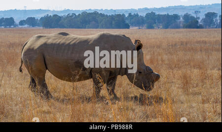 Du dehorned White rhino pour la protection contre le braconnage en Afrique du Sud libre de droit au format paysage with copy space Banque D'Images