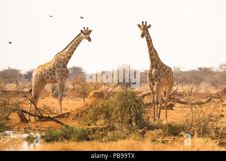 Deux ou deux girafes au trou d'eau ou au trou d'eau de la réserve de gibier d'Erindi en Namibie, en Afrique Banque D'Images