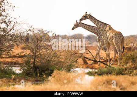 Deux ou deux girafes au trou d'eau ou au trou d'eau de la réserve de gibier d'Erindi en Namibie, en Afrique Banque D'Images