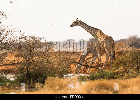 Deux ou deux girafes au trou d'eau ou au trou d'eau de la réserve de gibier d'Erindi en Namibie, en Afrique Banque D'Images