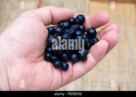 Handsl avec plein de petits fruits congelés aronia table rustique en bois avec verre de jus d'aronie Banque D'Images