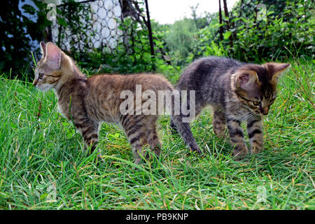 Deux chatons tigrés gris explorer l'environnement vert dans l'herbe, vue rapprochée au niveau du sol Banque D'Images