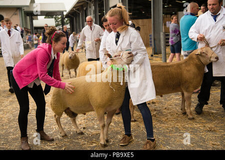 Les agriculteurs de la préparation de leurs moutons prix de la concurrence au Royal Welsh Show, leader au Royaume-Uni l'agriculture et de l'agriculture, de l'événement qui a lieu chaque année à l'objet construit show ground de Builth Wells, Powys, Wales Banque D'Images