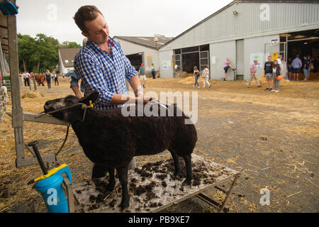 Un agriculteur préparant son prix des moutons Texel bleu pour la concurrence au Royal Welsh Show, leader au Royaume-Uni l'agriculture et de l'agriculture, de l'événement qui a lieu chaque année à l'objet construit show ground de Builth Wells, Powys, Wales Banque D'Images