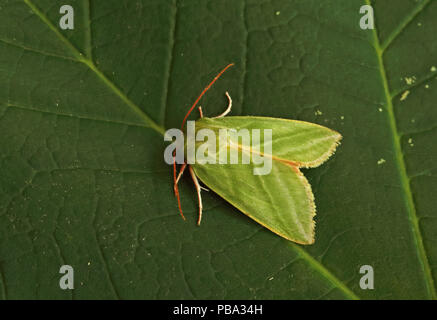 Argent vert-lignes (Pseudoips fagana) adulte au repos sur leaf Eccles-sur-Mer, la Norfolk Juin Banque D'Images