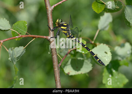 Des taches jaunes en noir dragonfly assis sur un tronc d'arbre en face d'un arrière-plan flou Banque D'Images