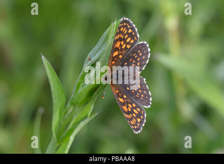 Les putois pinceau papillon, Melitaea, assis sur une tige de la plante devant un arrière-plan flou Banque D'Images