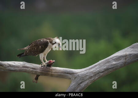 Pandion haliaetus,homme adulte perché et manger,capture des Highlands d'Écosse au milieu de l'été, Fond diffus, téléobjectif Banque D'Images