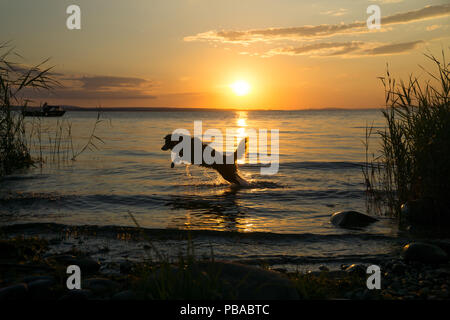 Mili le berger australien Miniature, in l'eau, le coucher du soleil Banque D'Images