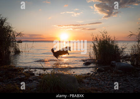 Mili le berger australien Miniature, in l'eau, le coucher du soleil Banque D'Images