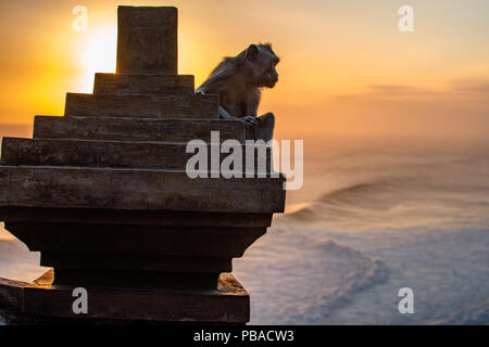 Coucher du soleil au temple d'Uluwatu au sud de Bali. Regardez l'océan Indien de singe Banque D'Images