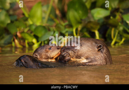 La loutre géante (Pteronura brasiliensis) avec de jeunes adultes dans l'eau, Pantanal, Brésil Banque D'Images