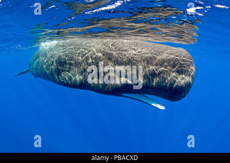 Le cachalot (Physeter macrocephalus) avec la bouche ouverte, la Dominique, la mer des Caraïbes, l'océan Atlantique. Les espèces vulnérables. Banque D'Images