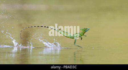 Vert / Double-crested basilisk (Basiliscus plumifrons) à travers la surface de l'eau, Santa Rita, Costa Rica. Banque D'Images