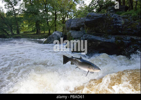 Un saumon atlantique (Salmo salar) sautant d'une cascade à l'automne sur la rivière (Afon) Lledr, Betws-Y-coed, au Pays de Galles Octobre Banque D'Images