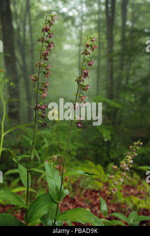 Cephalanthère rouge sombre (Epipactis atrorubens) Linares, Cantabria, Espagne, août. Banque D'Images