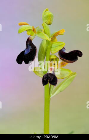 Orchid (Ophrys atlantica) Parc Naturel Sierra de Grazalema, Benaocaz, au sud de l'Espagne, mai. Banque D'Images