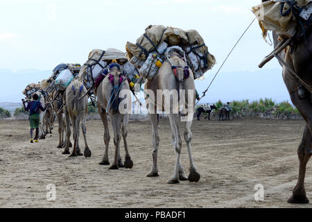 Caravane de sel de dromadaire chameaux (Camelus dromedarius), traverser le lac Assale, l'un des plus grands lacs de sel en Afrique. La région Afar, en Ethiopie, l'Afrique. Novembre 2014. Banque D'Images