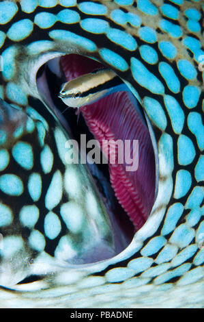 Cleaner wrasse (Labroides dimidiatus) nage de la gill d'un poisson-globe (Arothron tacheté bleu caeruleopunctatus). A l'est d'Eden, Similan, en Thaïlande. La mer d'Andaman, l'Océan Indien. Banque D'Images