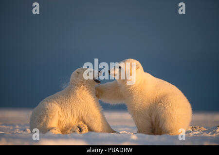 Deux ours polaire (Ursus maritimus) Oursons jouant, nouvellement formé sur la banquise, au large de la zone 1002, l'Arctic National Wildlife Refuge, versant nord, Alaska, USA, octobre. Les espèces vulnérables. Banque D'Images