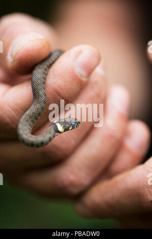 Jeune couleuvre à collier (Natrix natrix) tenue en main de l'homme, Hampstead Heath, Londres, Angleterre, Royaume-Uni, août. Banque D'Images