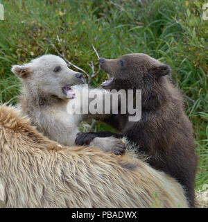 Ours grizzli (Ursus arctos horribilis) blonde et brune cub jouer à côté de la mère de couleur blonde, Katmai National Park, Alaska, USA, août. Banque D'Images