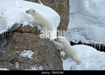 L'ours polaire (Ursus maritimus) petits rochers d'escalade. Svalbard, Norvège. Juillet. Banque D'Images