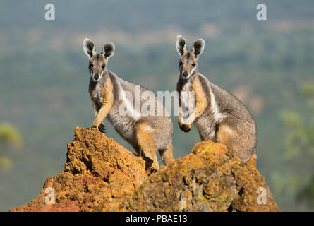 Yellow-footed rock wallaby (Petrogale xanthopus-subsp. celeris) - Parc National de Idalia, Queensland, Australie. Septembre. Banque D'Images