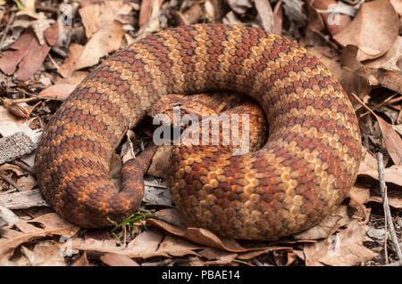 Le sud de death adder (Acanthophis antarcticus) Darling Range, le sud de l'Australie de l'Ouest, avril. D'espèces venimeuses dangereusement. Banque D'Images