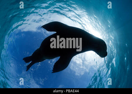 Lion de mer australien juvénile (Neophoca cinerea) silhouetté contre le ciel bleu de Carnac Island, Australie occidentale Banque D'Images