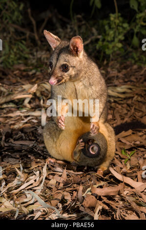 Common brushtail possum (Trichosurus vulpecula) avec Joey. Magnetic Island, Townsville, Queensland, Australie. Banque D'Images