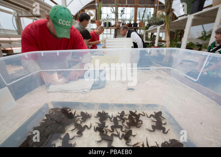 Les détenus du Centre correctionnel de Cedar Creek et de biologistes, de prendre des photos de grenouille maculée de l'Oregon (Rana pretiosa).prisonniers dans ce site sont la disparition des grenouilles pour diffusion à l'état sauvage, dans le cadre de la durabilité dans les prisons du projet. Centre de correction de Cedar Creek, Washington, USA. Septembre 2012 Banque D'Images