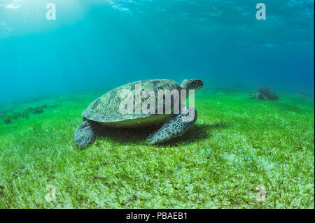 Les tortues vertes (Chelonia mydas) se nourrissant d'herbe de mer, NOsy Sakatia, Madagascar, océan Indien Banque D'Images