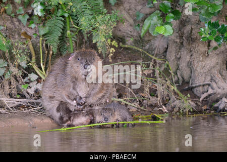 Le castor d'Eurasie (Castor fiber) toilettage femelle sur les marges de la loutre de rivière comme l'un de ses dossiers de presse ronge un saule arbrisseau qu'elle a apporté à la famille pour se nourrir de, Devon, UK, juillet. Partie de la fiducie de la faune du Devon Devon Beaver procès. Banque D'Images