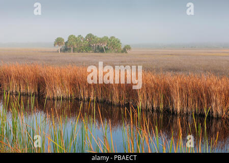 Swamp sawgrass (Cladium mariscus) Région des prairies et chou palmiste Sabal palmetto (île) dans la brume, Big Cypress National Preserve, Everglades, Florida, USA, janvier 2015. Banque D'Images