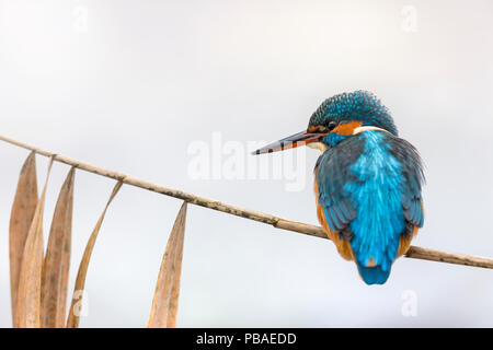 Kingfisher (Alcedo atthis commune) femmes perchées sur des tiges de roseau , Hessen, Allemagne, en décembre. Banque D'Images