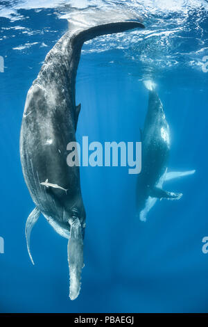 Baleine à bosse (Megaptera novaeangliae) petite femelle imitant sa mère, visible à l'arrière-plan. La femelle adulte avait l'habitude de se reposer avec elle à la surface. Fluke Vava'u, Royaume des Tonga. De l'océan Pacifique. Banque D'Images