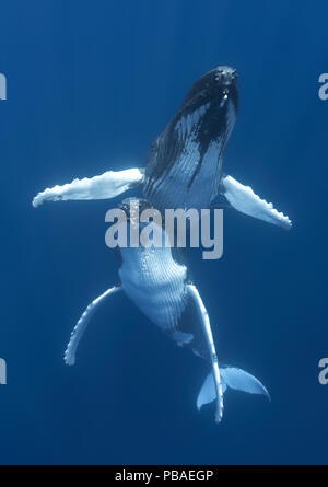 Les baleines à bosse (Megaptera novaeangliae) engagés dans la cour, avec l'homme planant au-dessus de la femelle. Vava'u, Tonga, l'océan Pacifique. Banque D'Images
