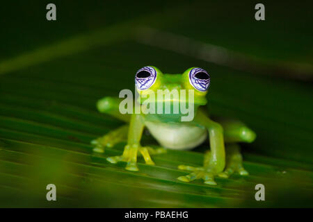 Grenouille de verre Ghost (Sachatamia ilex) Caraïbes centrales foothills, Costa Rica Banque D'Images