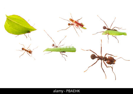 Les fourmis coupeuses de feuilles (Atta cephalotes) transportant des morceaux de feuilles qu'ils ont récoltées dans leur jardin champignon souterrain dans leur nid, péninsule d'Osa, au Costa Rica. Photographié en studio mobile sur un fond blanc. Image composite numérique Banque D'Images