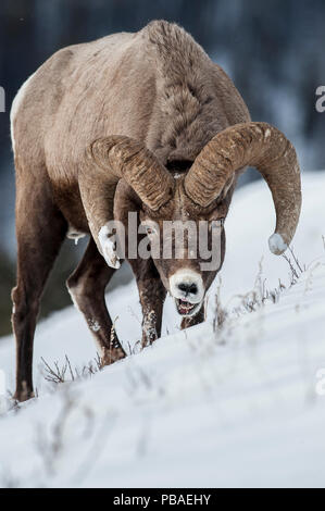 Le Mouflon d'Amérique (Ovis canadensis) d'hommes à la recherche de pâturage sous la neige profonde. Lamar Valley, le Parc National de Yellowstone, Wyoming, USA. Janvier Banque D'Images