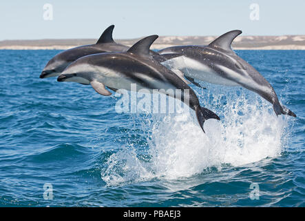 Les dauphins (Lagenorhynchus obscurus) marsouinage, Puerto Madryn, Argentine, péninsule Valdez, décembre. Banque D'Images