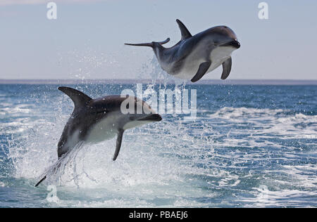 Les dauphins (Lagenorhynchus obscurus) marsouinage, Puerto Madryn, Argentine, péninsule Valdez, décembre. Banque D'Images