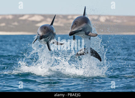 Les dauphins (Lagenorhynchus obscurus) marsouinage, Puerto Madryn, Argentine, péninsule Valdez, décembre. Banque D'Images