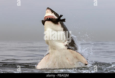 Grand requin blanc (Carcharodon carcharias) sautant hors de l'eau d'étanchéité sont antérieurs, Seal Island, False Bay, Afrique du Sud, juillet. Banque D'Images