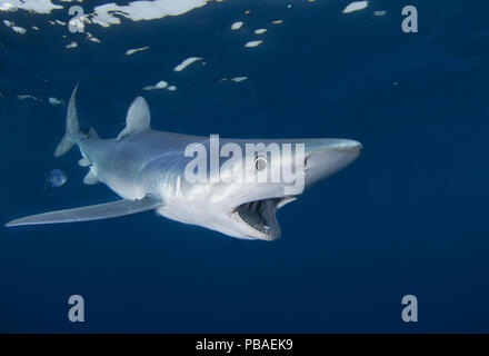 Le requin bleu (Prionace glauca), Le Cap, Afrique du Sud, février. Banque D'Images