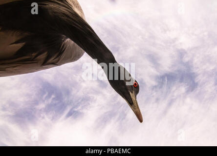 Grue demoiselle (Anthropoides virgo) low angle view avec ciel nuageux, Khichan, ouest du Rajasthan, en Inde. Décembre. Banque D'Images