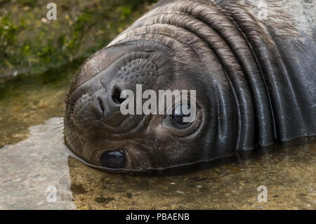 Éléphant de l'Atlantique sud (Mirounga leonina) pup reposant dans tidepool sur plage, Peninsula Valdes, Chubut, Patagonie, Argentine Banque D'Images